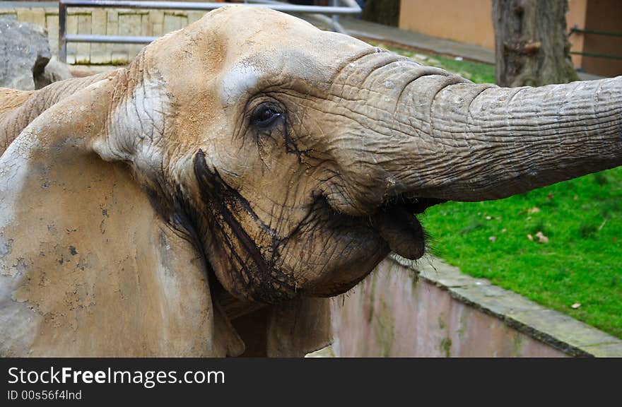 Old african elephant portrait in a zoo taking some food with its trump. Old african elephant portrait in a zoo taking some food with its trump