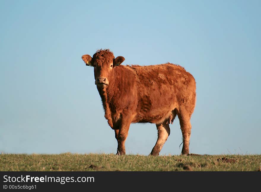 A tan coloured cow isolated on grass with a clear blue sky background. A tan coloured cow isolated on grass with a clear blue sky background