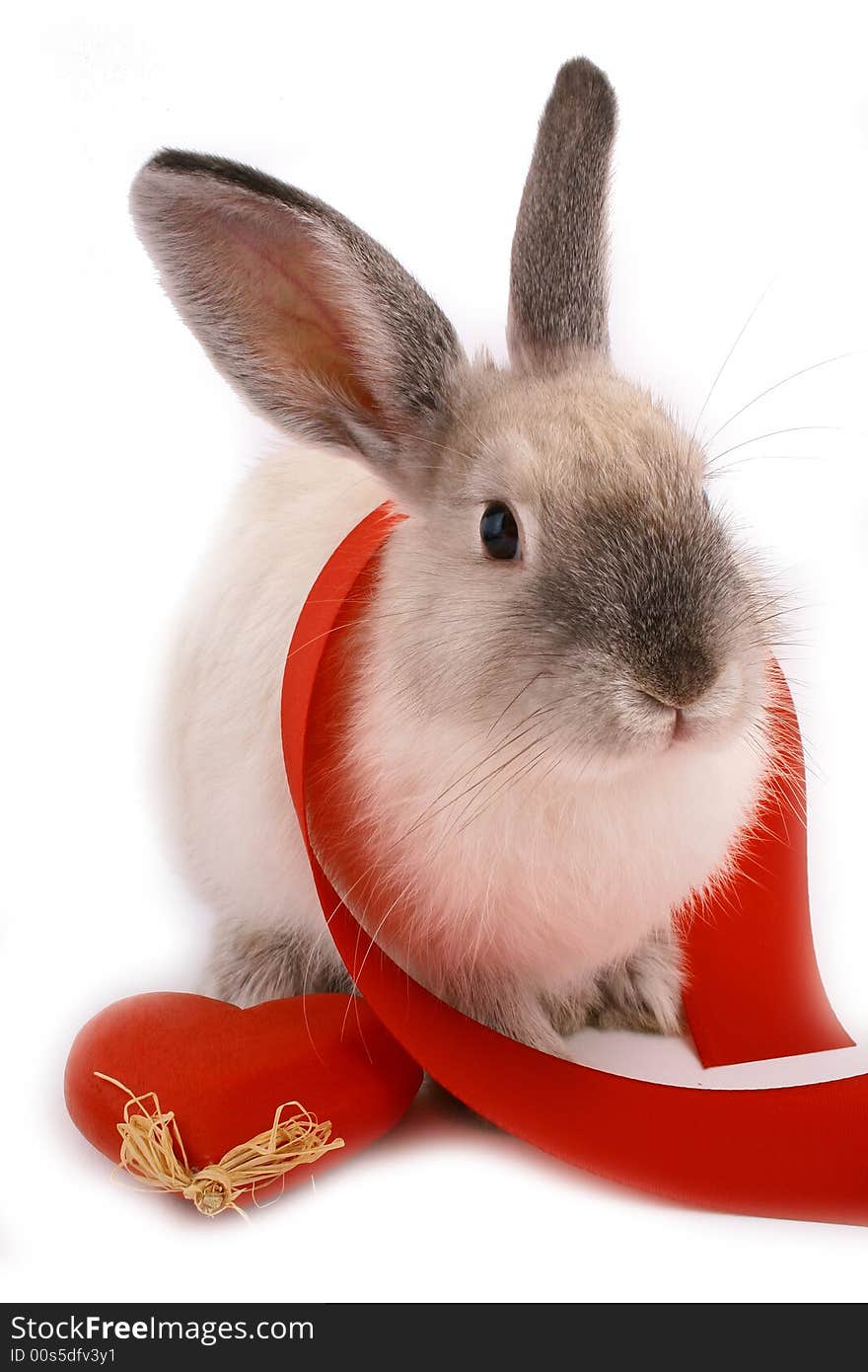 A rabbit isolated against white background