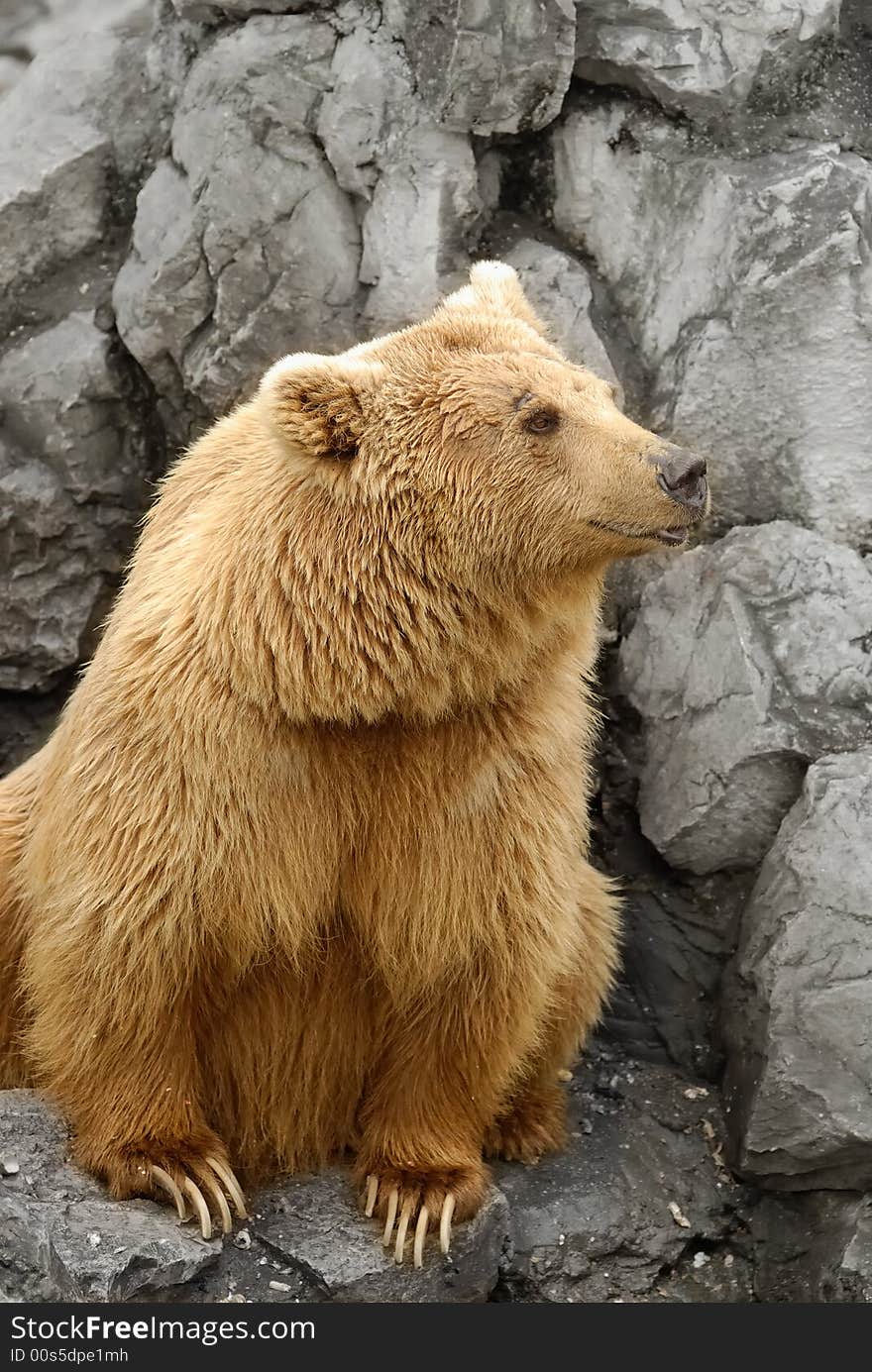 A bear in ZOO,ChengDu.China