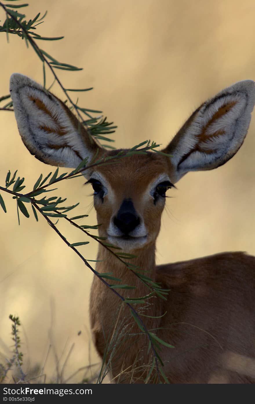 Impala