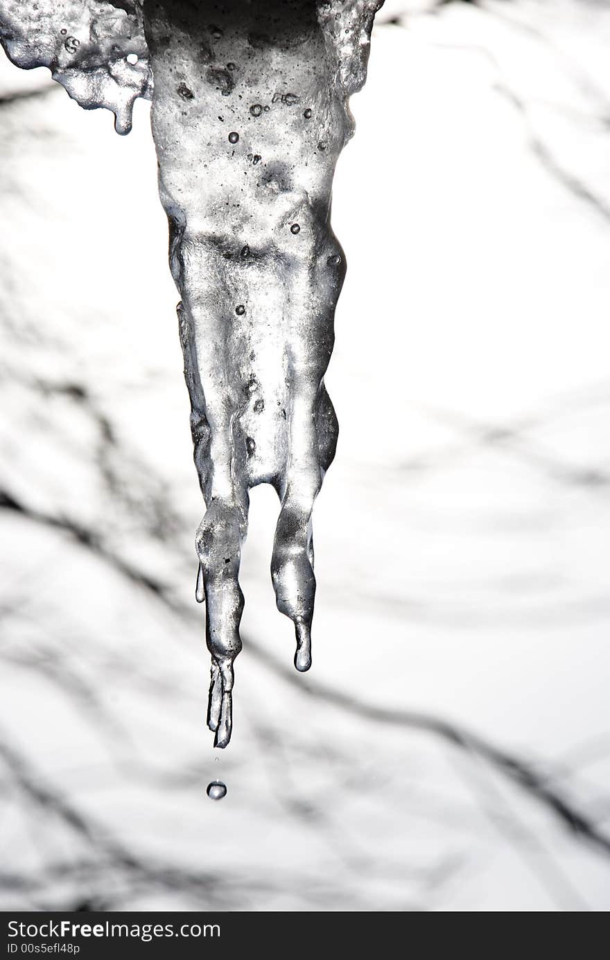 Two icicles silently wait its passer-by to pour with water over spring drop