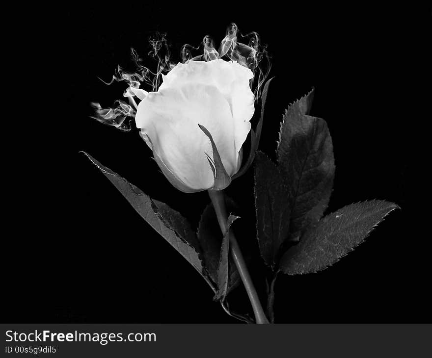 Black and white image of a white rose and wispy smoke. Black and white image of a white rose and wispy smoke.