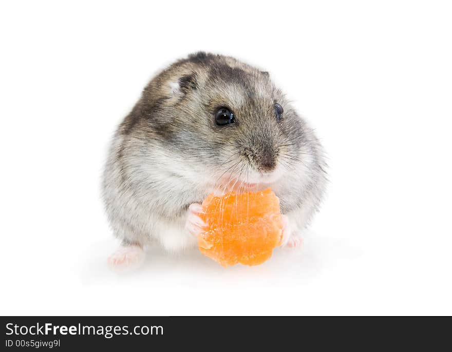 Hamster eating carrot, over white background.