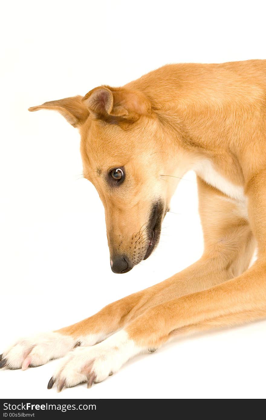 A tan greyhound playing against a white background. A tan greyhound playing against a white background