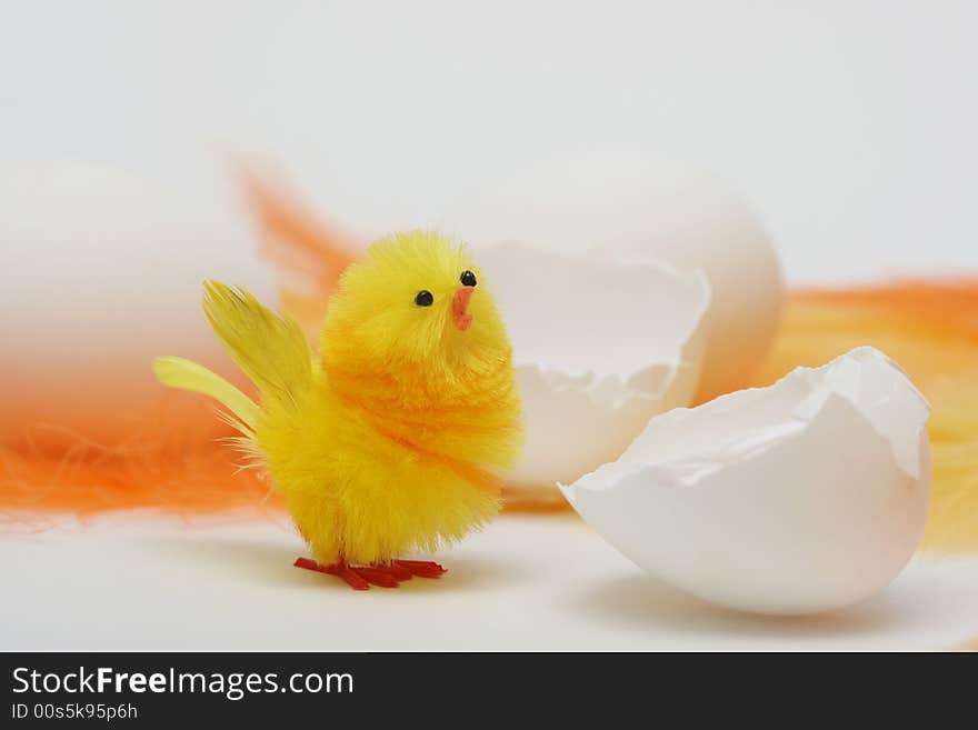 Hatched easter chick