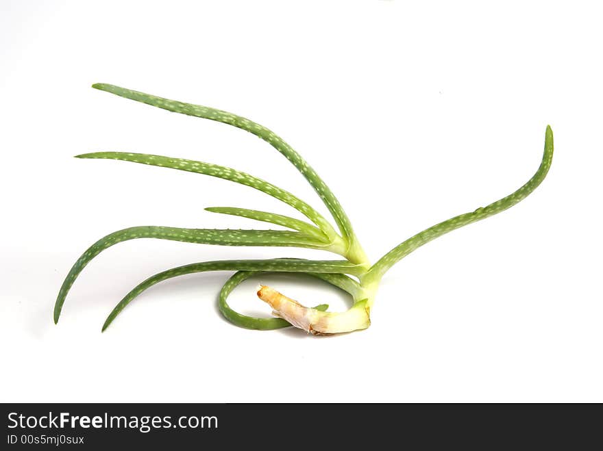 Small baby aloe vera plant with curled root over white