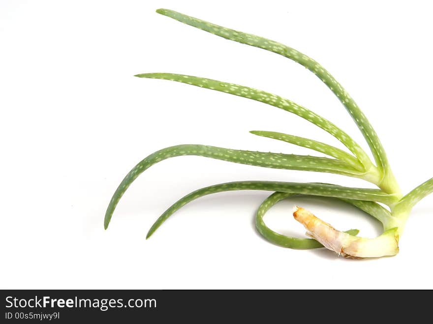 Small baby aloe vera plant with curled root over white