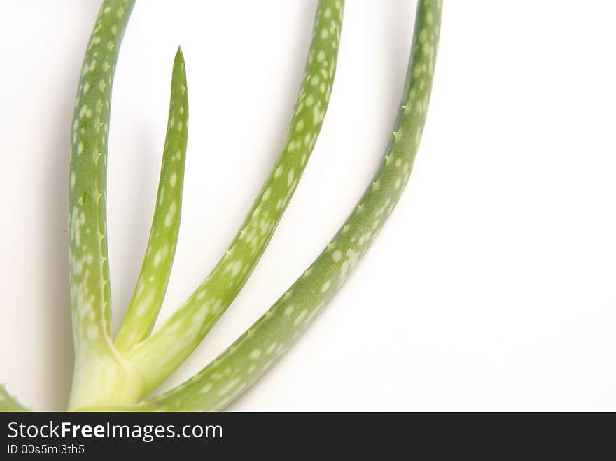 Aloe Vera Leaves