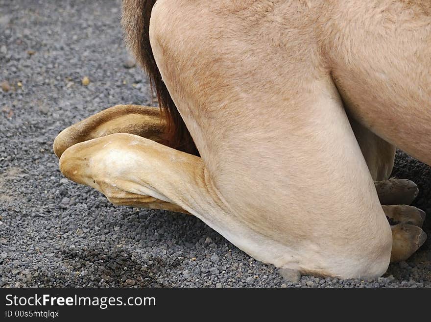 The back legs of a sitting camel. The back legs of a sitting camel