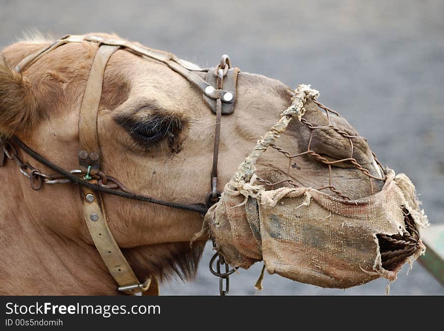 Headshot of a camel with a spitstopper. Headshot of a camel with a spitstopper