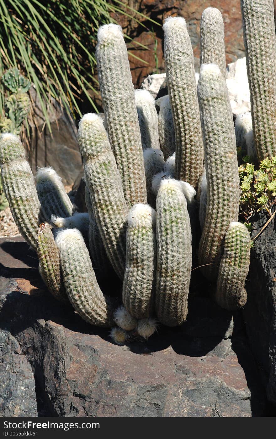 France, Nice, parc Phenix: cactus