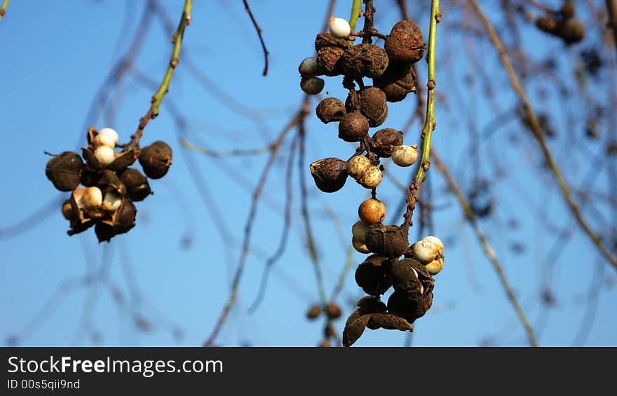 The Fruits Of Autumn