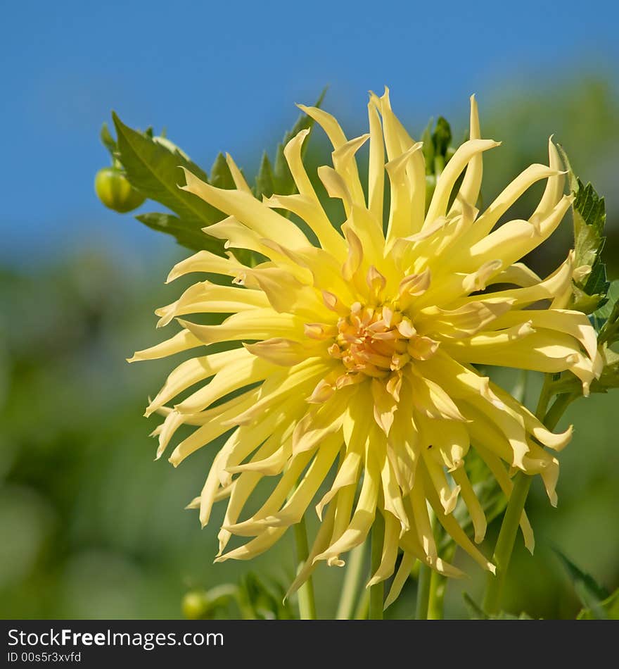 Larger yellow flower of dahlia. Larger yellow flower of dahlia