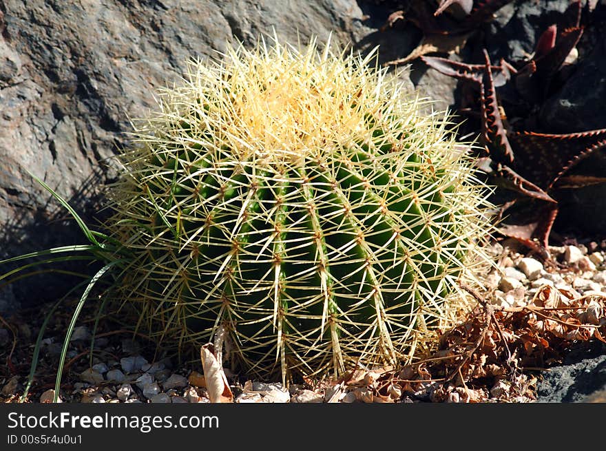 France, Nice, parc Phenix: Echinocactus grusonii