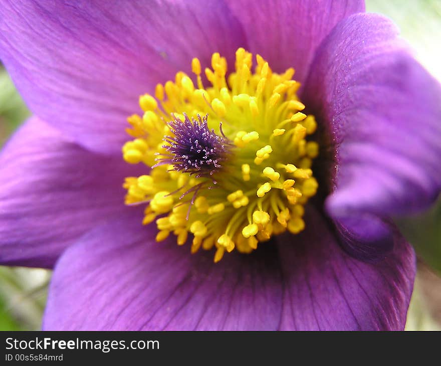 Violet flower in your garden