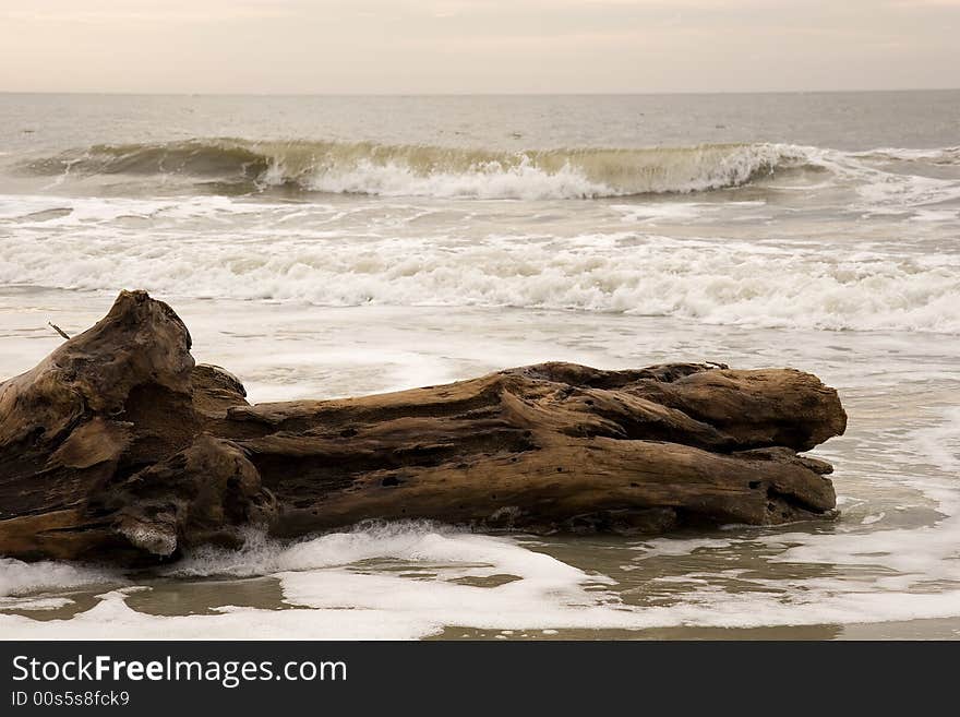 An old piece of log laying in the surf at the beach. An old piece of log laying in the surf at the beach