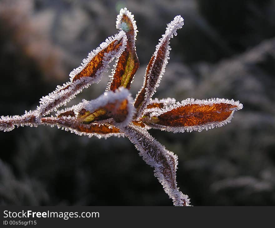 Frozen nature laves in winter time