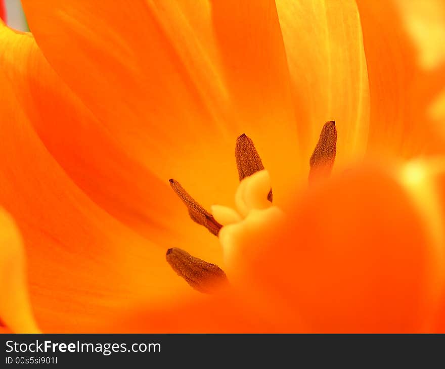 Orange tulip in your house