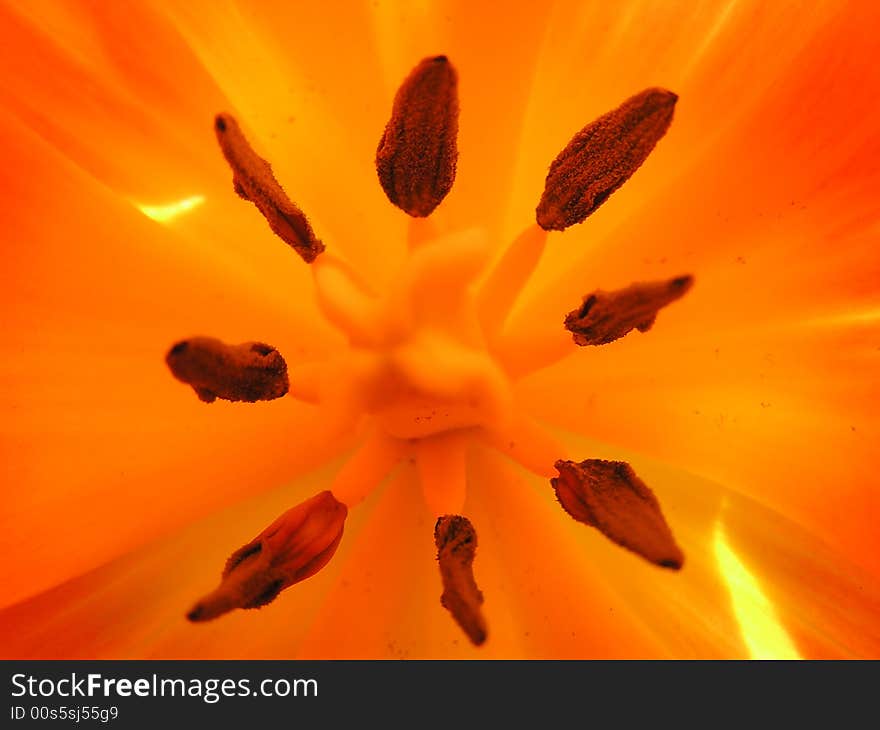 Orange tulip in your house