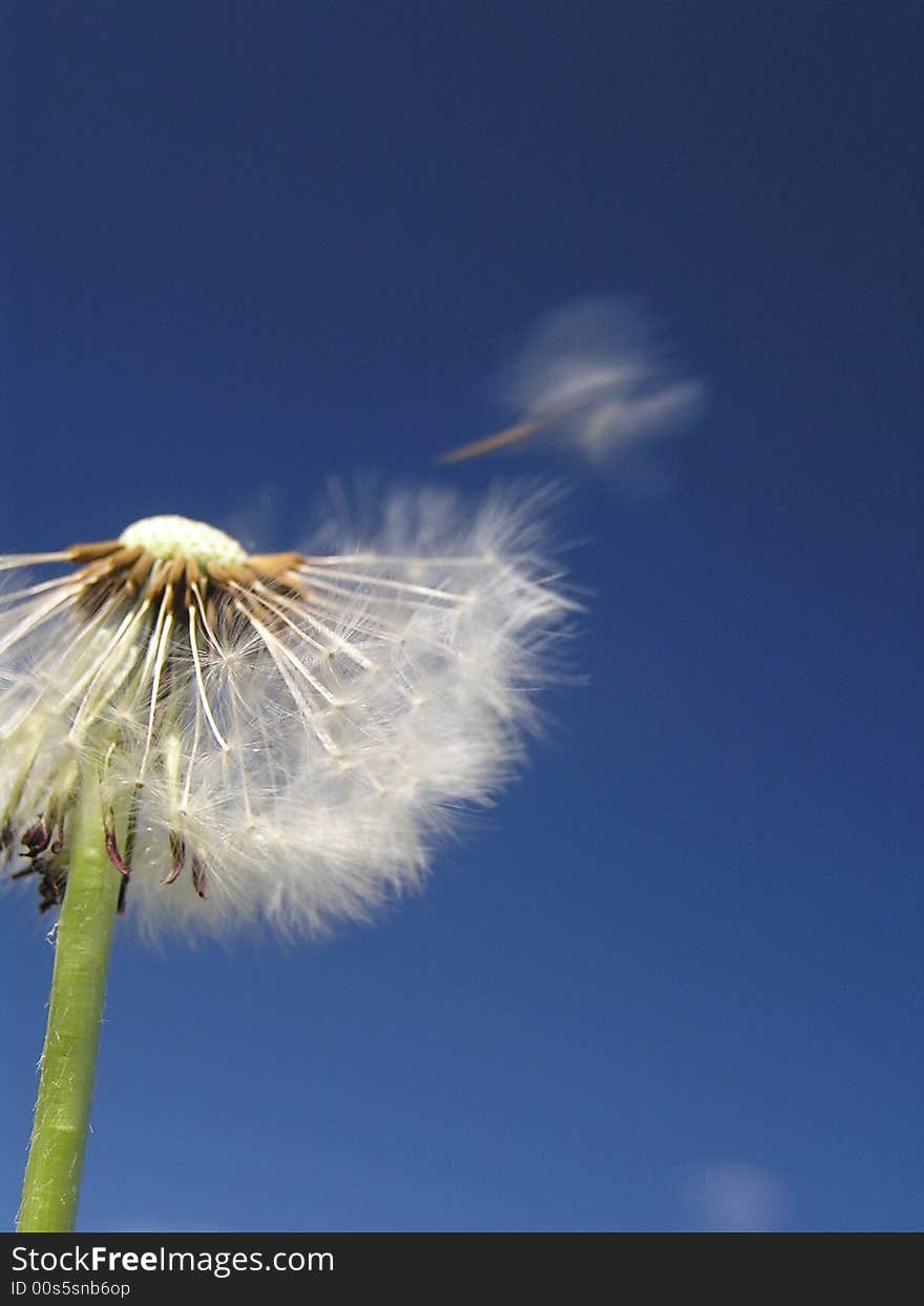 Clouds and sky, any a flower inside. Clouds and sky, any a flower inside