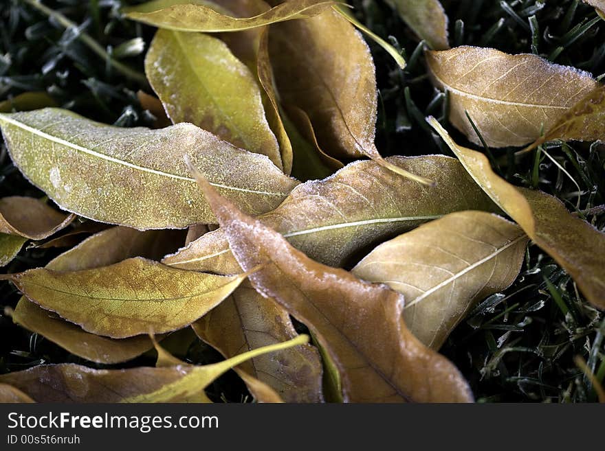 Early morning, frozen close up leafs. Early morning, frozen close up leafs....