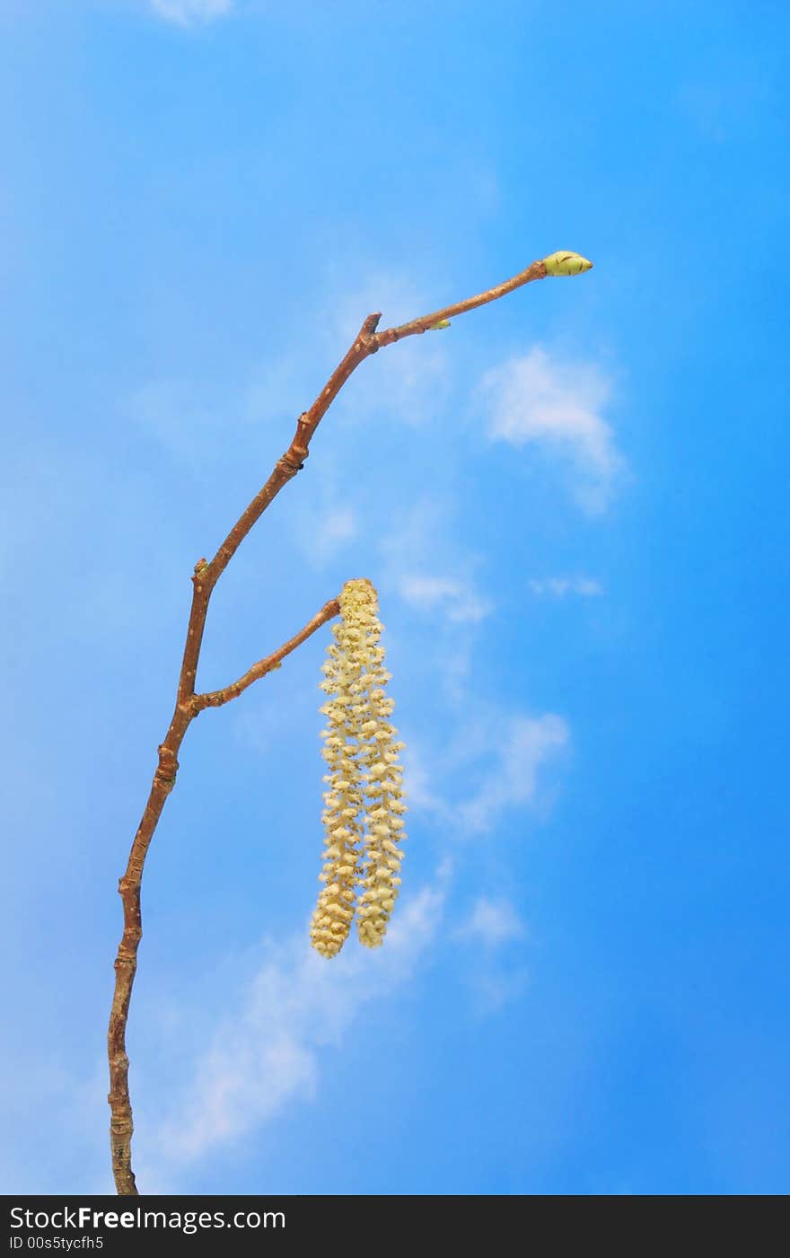 Catkin against blue sky