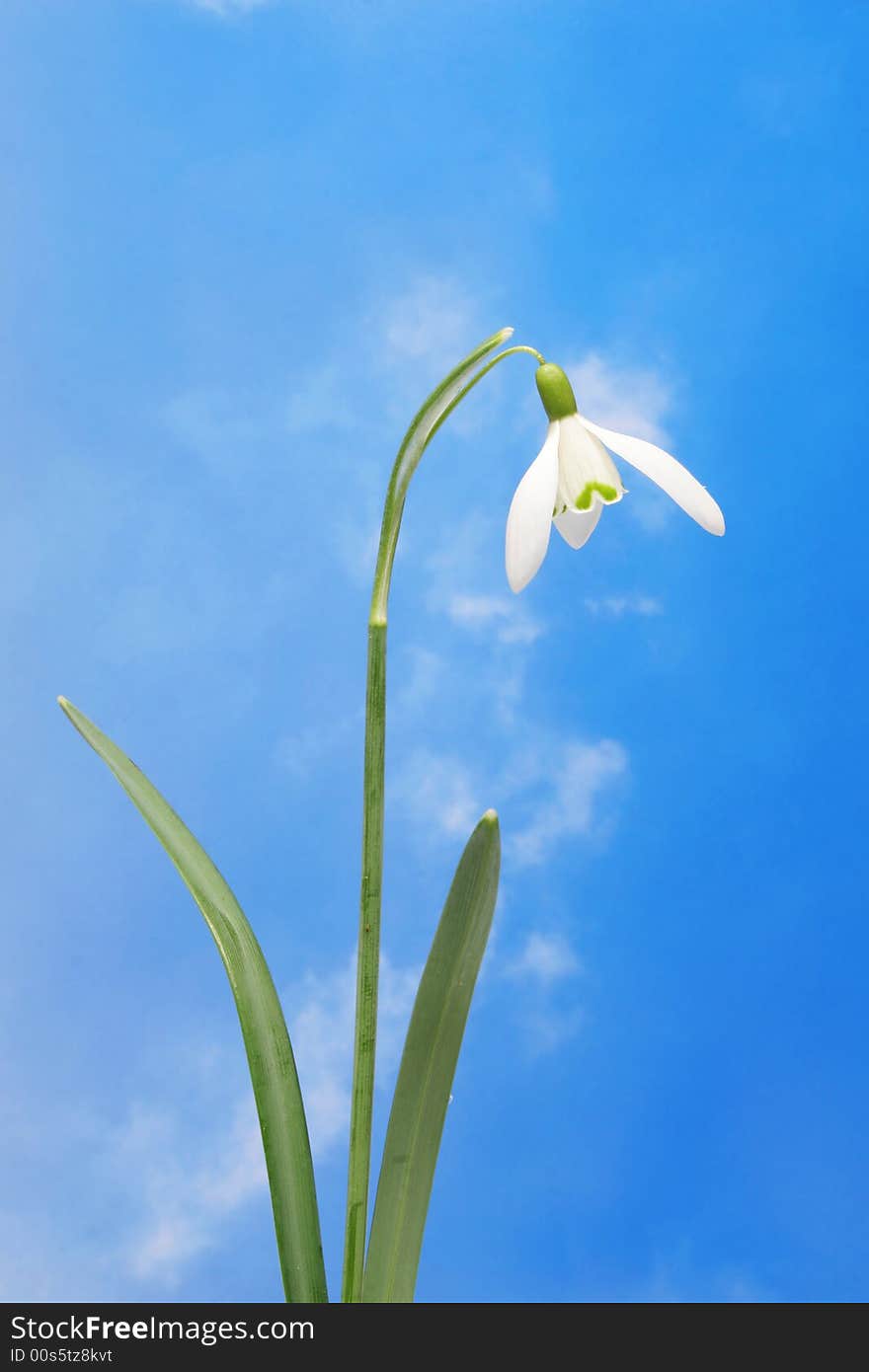 Snowdrop against blue sky