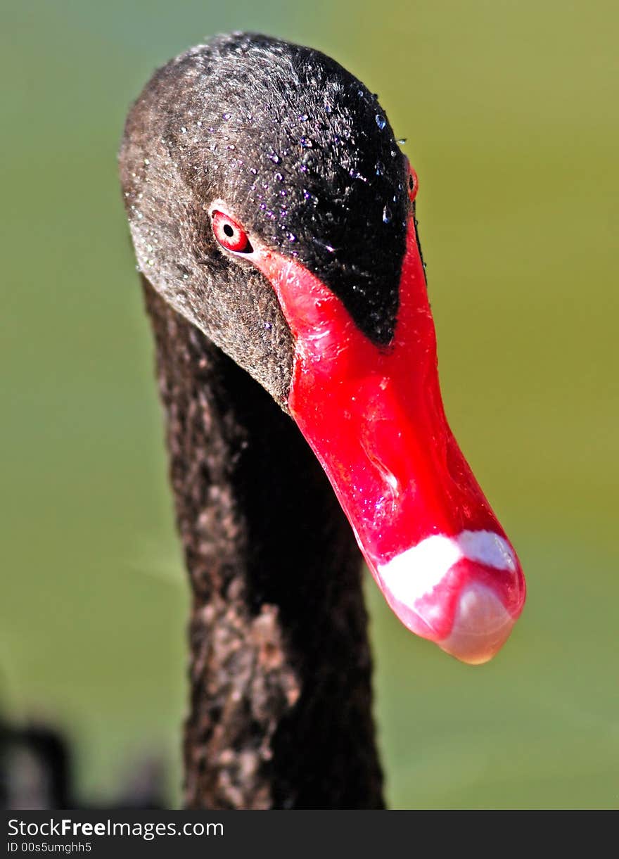 France, Nice: Close-up of a black swan