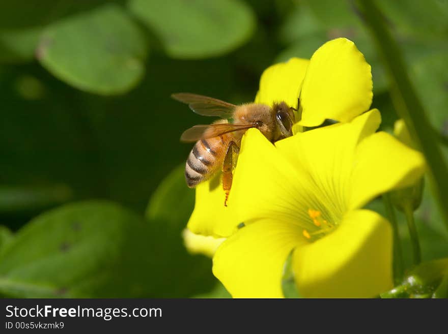 Close up of a bee standing on a yellow flower with spread wings, front-side view. Close up of a bee standing on a yellow flower with spread wings, front-side view