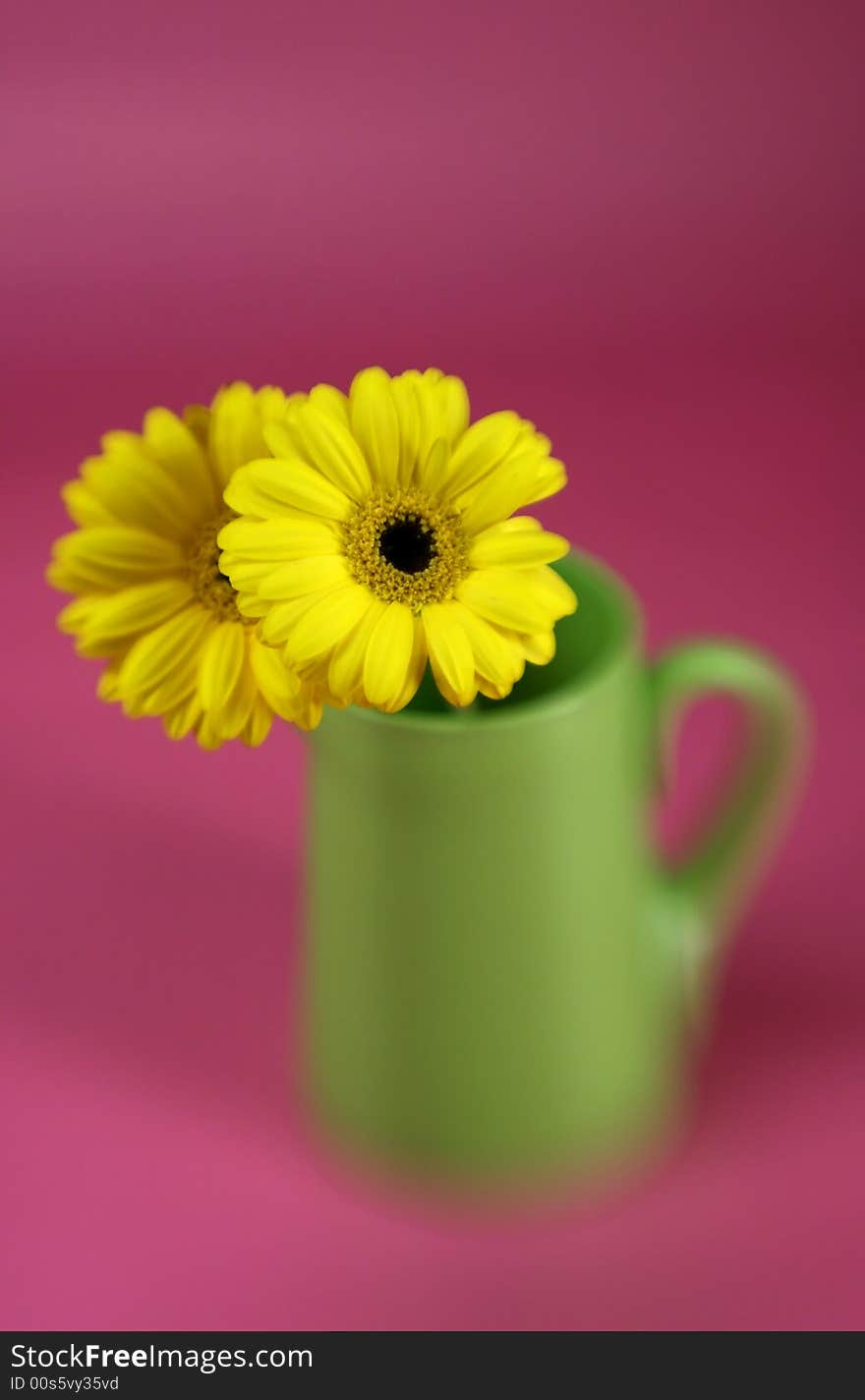 Yellow Gerbera Daisy