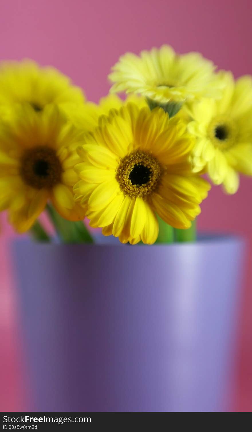 A pail full of yellow gerbera daises