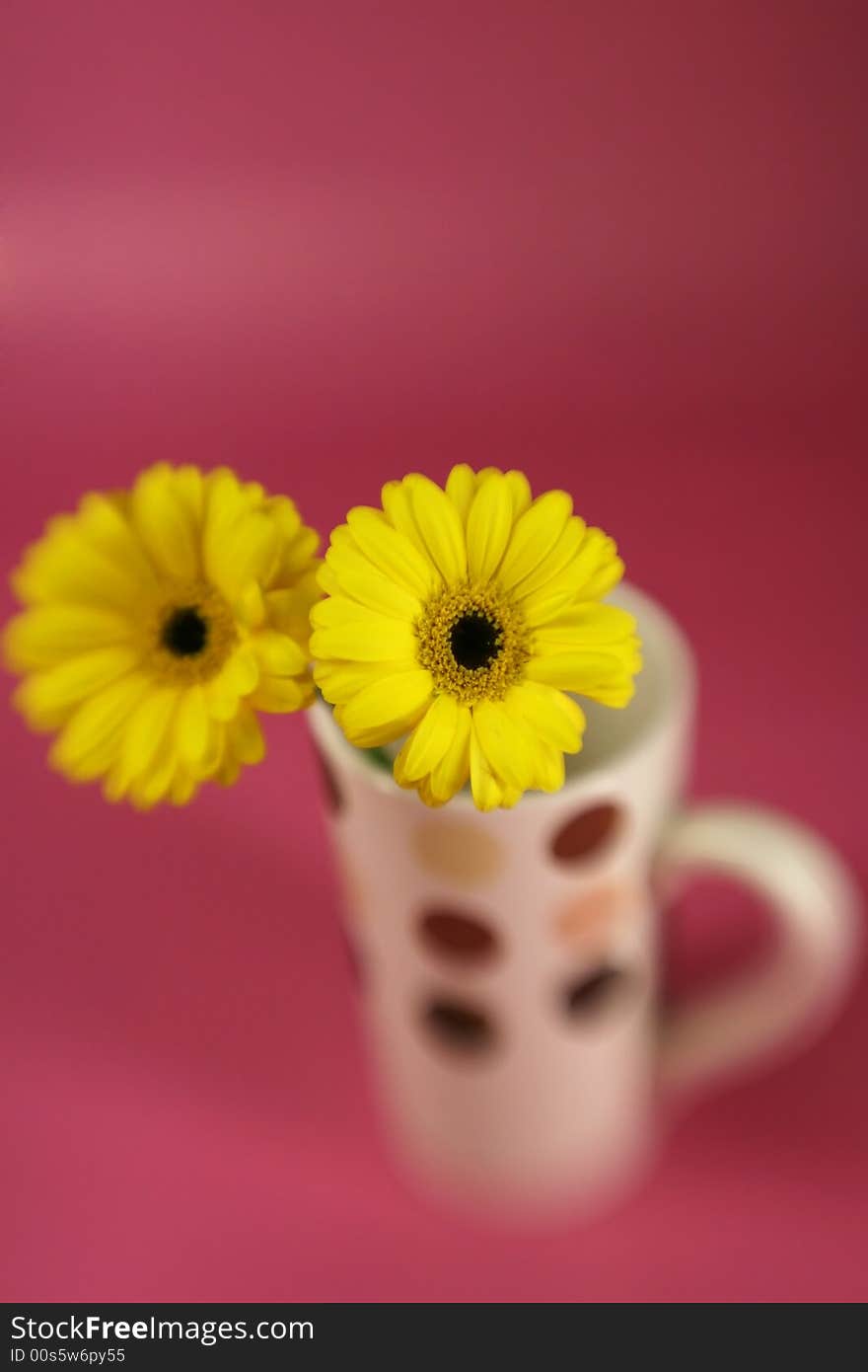 Yellow daises in a polka dot cup with special focus