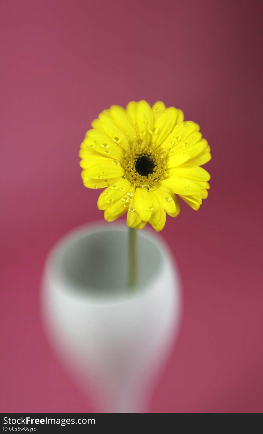 A yellow gerbera daisy with special effect focus. A yellow gerbera daisy with special effect focus