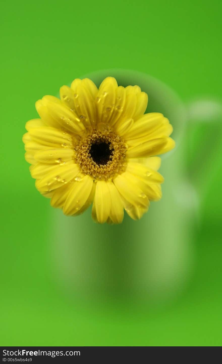 A yellow daisy with a green background and special focus. A yellow daisy with a green background and special focus