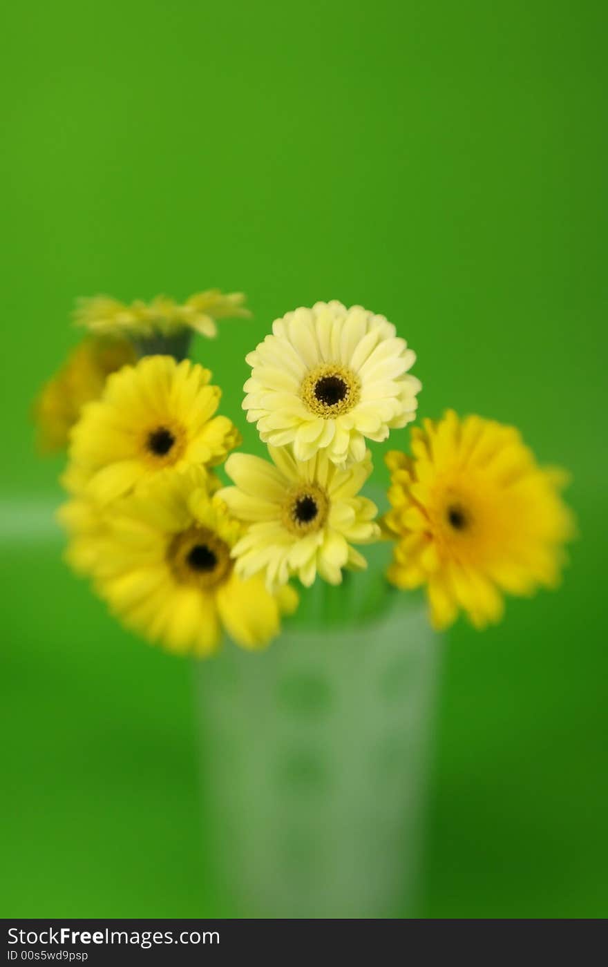 A bunch of yellow gerbera daises with special focus on a green background. A bunch of yellow gerbera daises with special focus on a green background