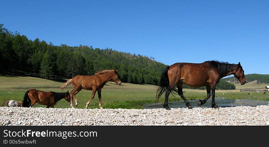 Horses are going to the water, it is hot summer.