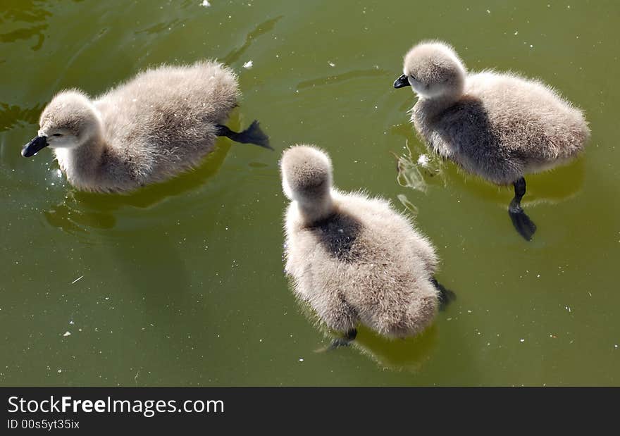 France, Nice: Young Black Swan