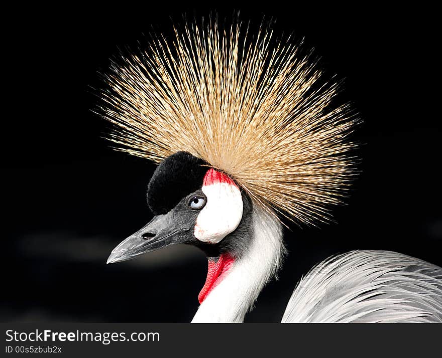 France, Nice: famous places, french riviera, Parc Phenix, African Grey Crowned Crane Balearica regulorum