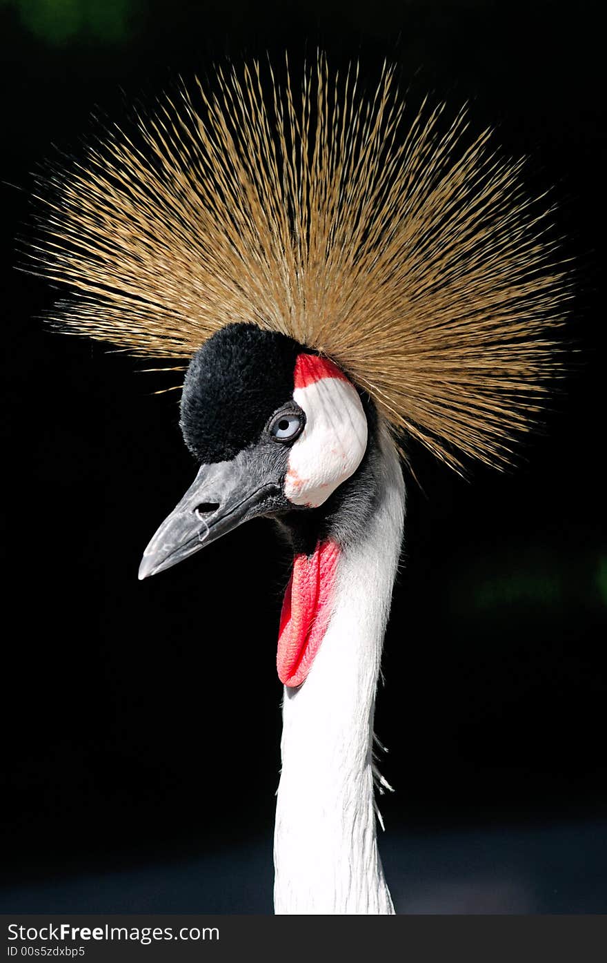 African Grey Crowned Crane Balearica Regulorum