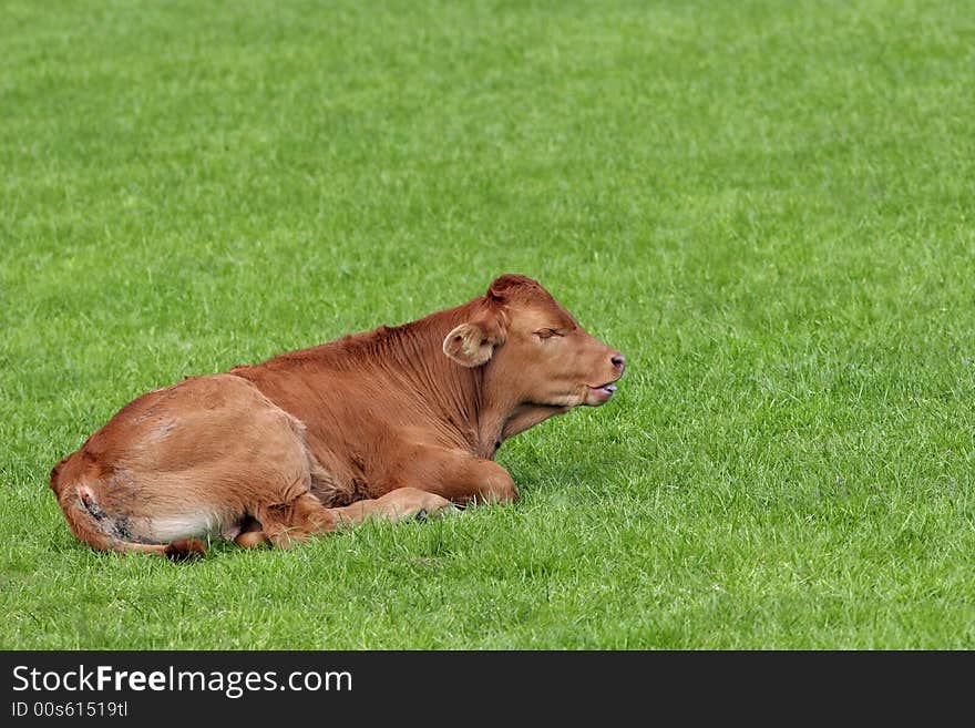 Brown calf in spring lying on the grass.