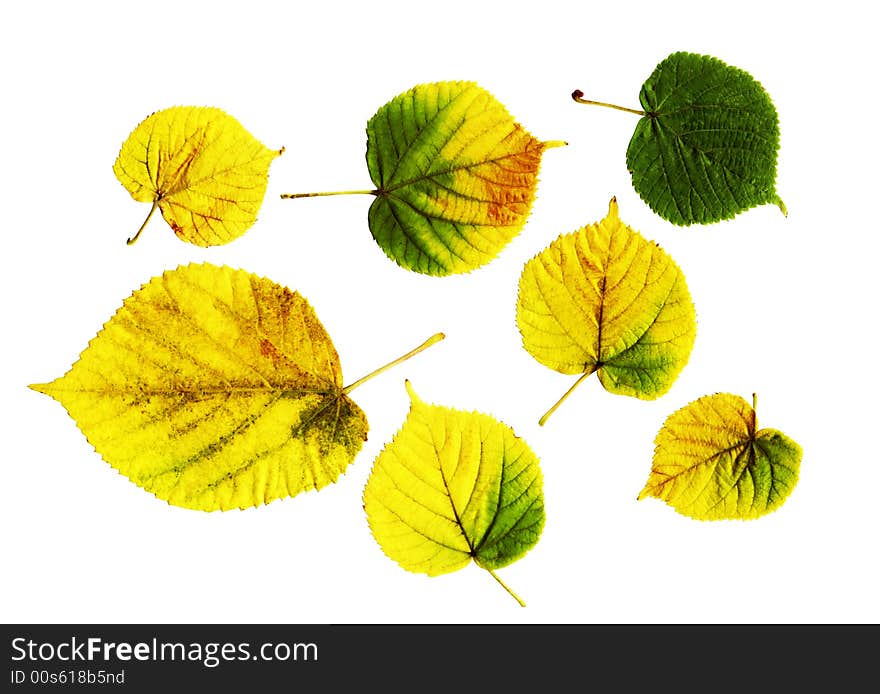 Autumn leaves on a white background. Autumn leaves on a white background