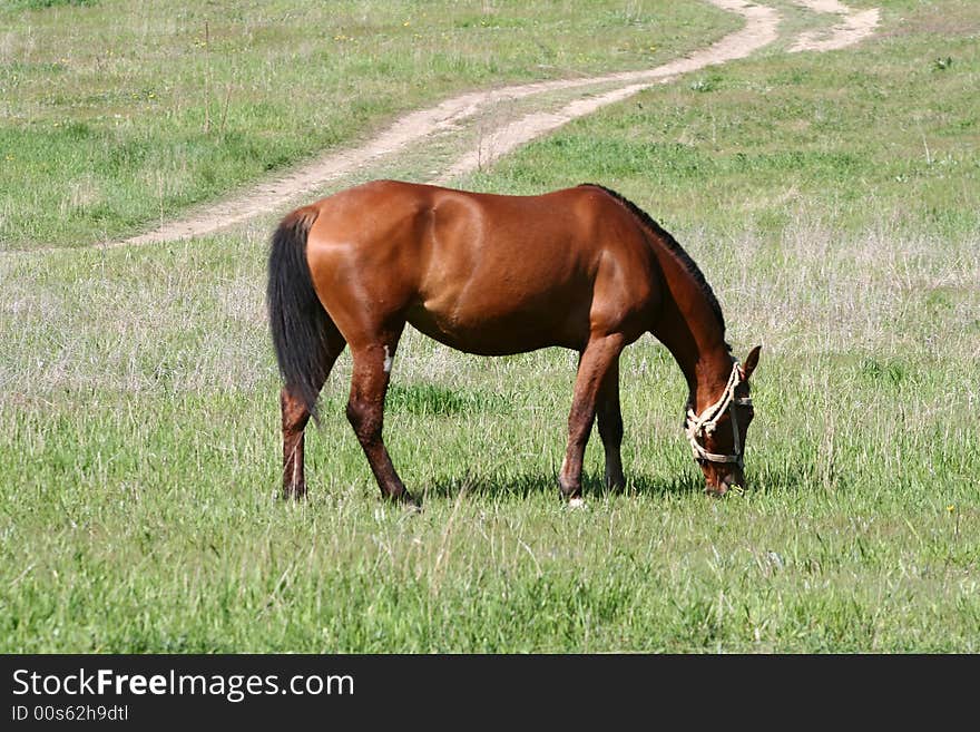 Grazed horse on a meadow