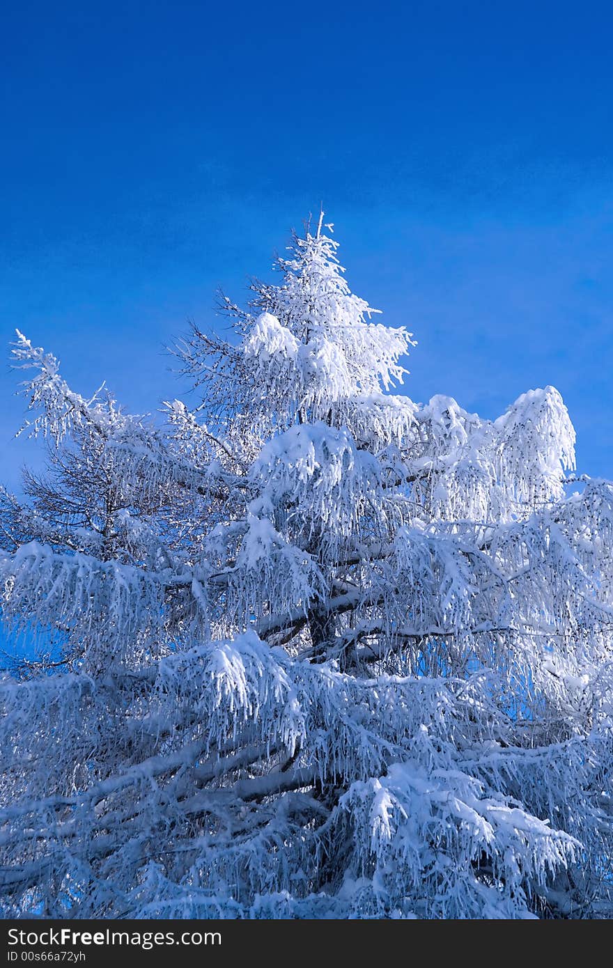 Fur-tree On A Background Of The Blue Sky