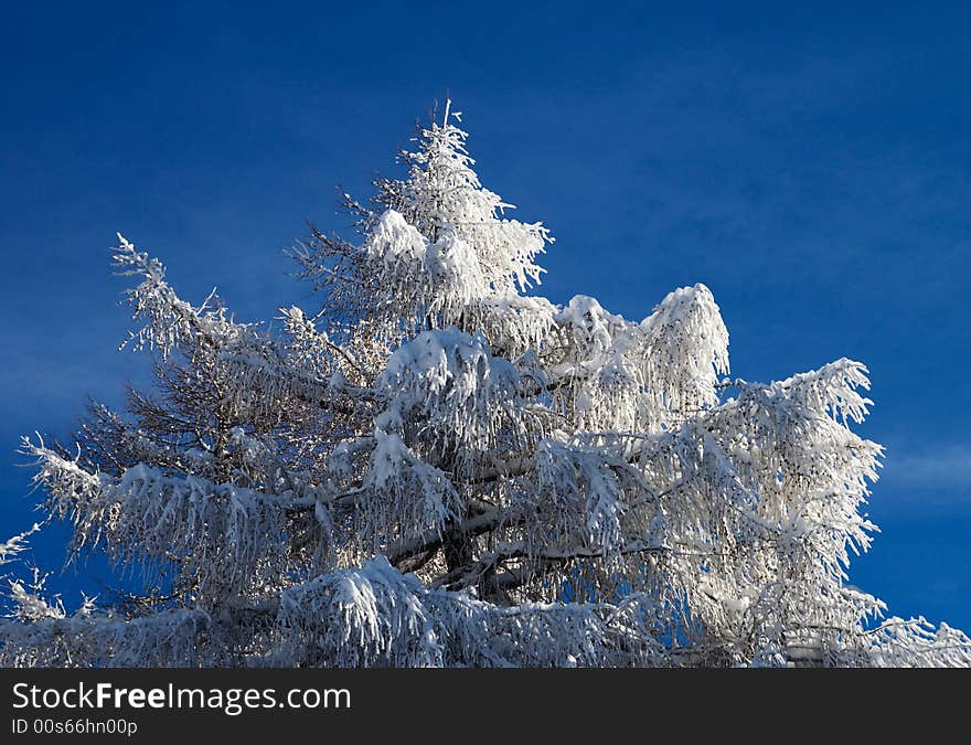 Fur-tree on a background of the blue sky