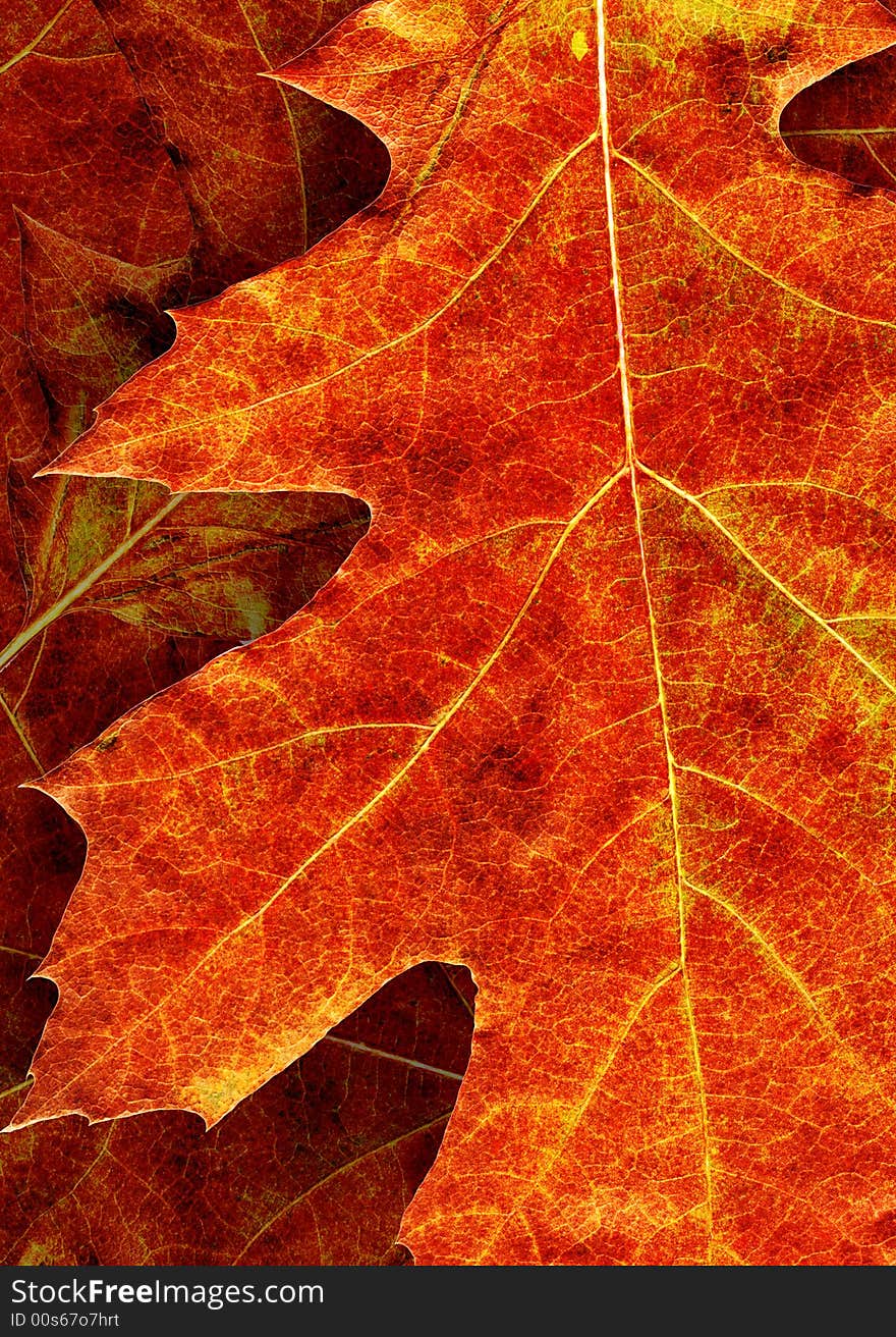 Autumn leaf on a white background. Autumn leaf on a white background