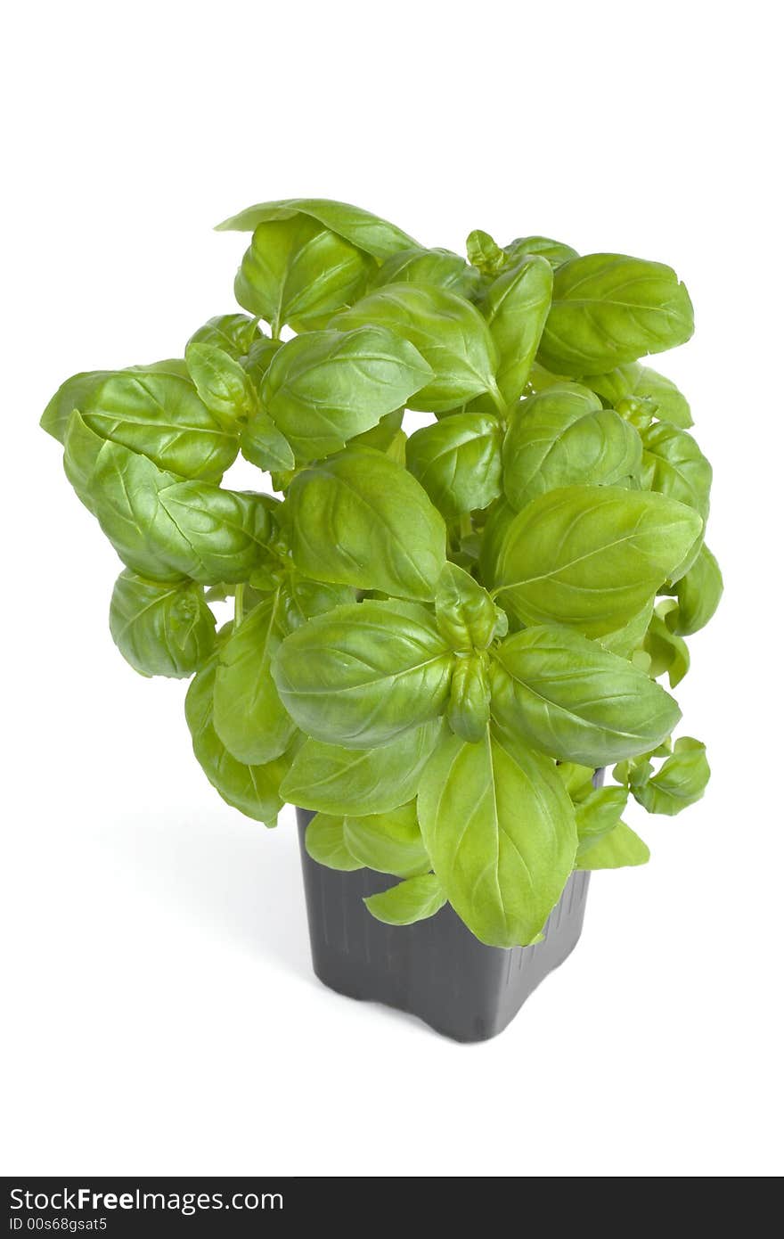 Fresh basil