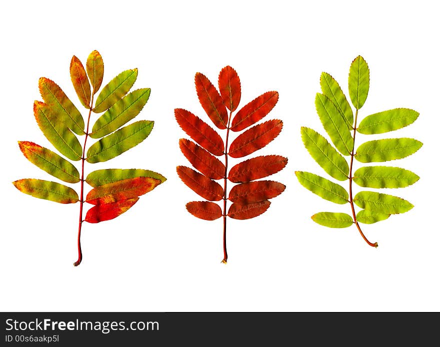 Autumn leaves on a white background. Autumn leaves on a white background