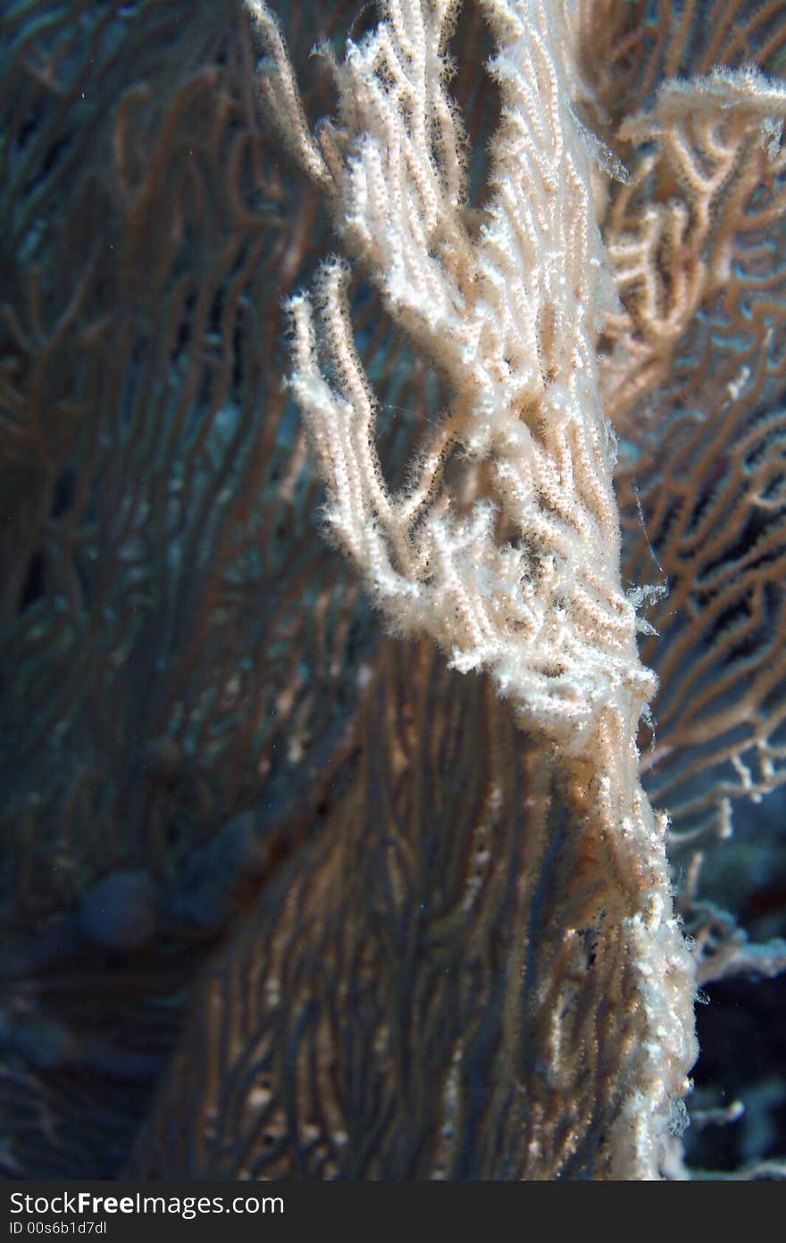 Red Sea Coral