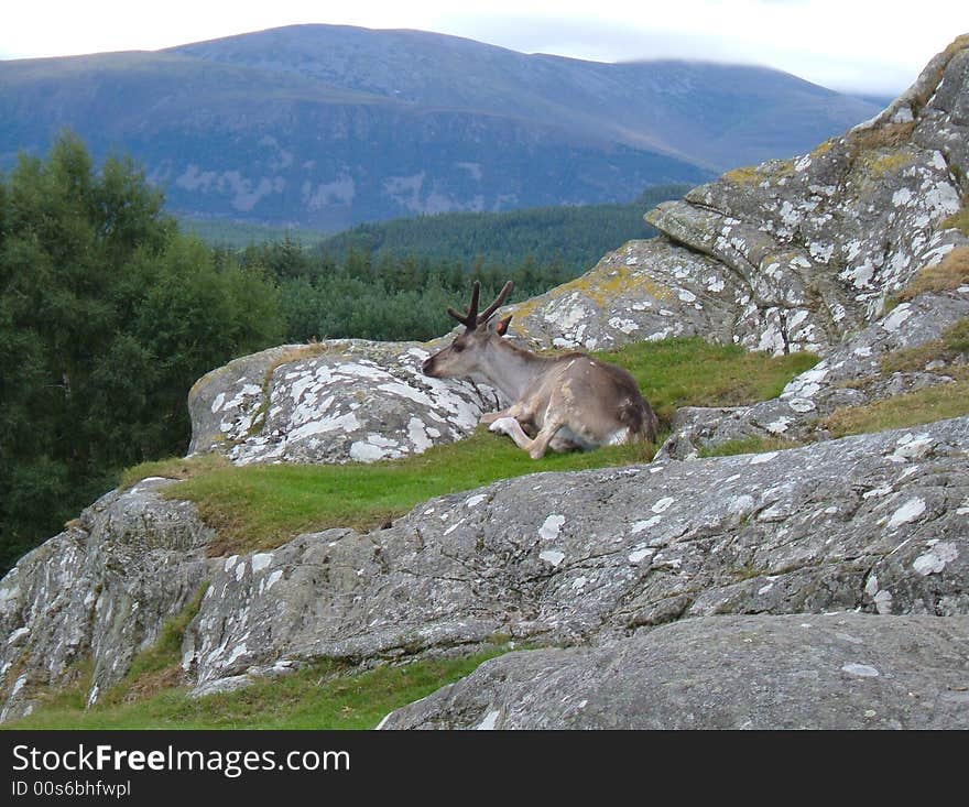 Young Reindeer seated in mountain with a view over the forest. Young Reindeer seated in mountain with a view over the forest.